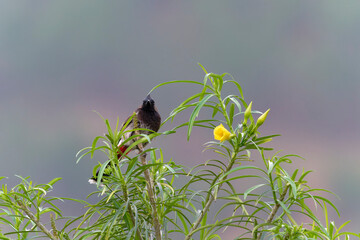 Red vented bulbul on the tree