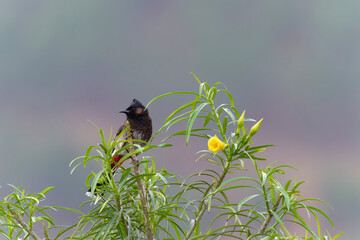 Red vented bulbul on the tree