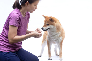 Pet owner is playing and training her dog. The dog is interested in something in her hand. Shiba Inu dog breed, white background.