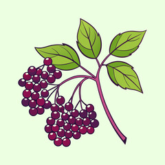 Illustration of Elderberry Branch with Ripe Berries and Green Leaves