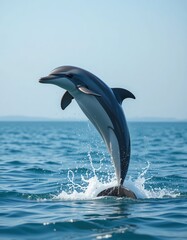 Obraz premium Jumping Dolphin in Ocean Water