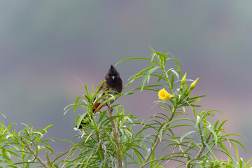Red vented bulbul on the tree