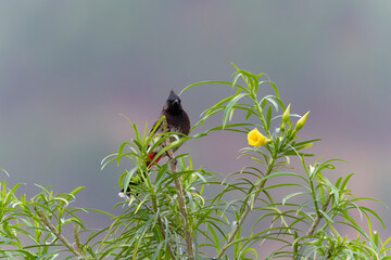 Red vented bulbul on the tree