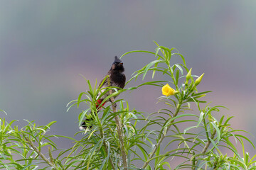 Red vented bulbul on the tree