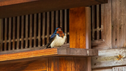 軒先にとまるツバメ　春　野鳥