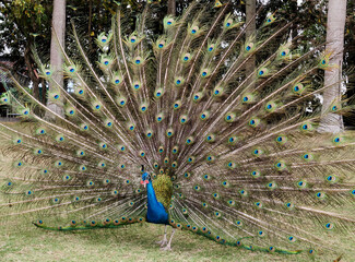 A peacock spreading its tail on the grass