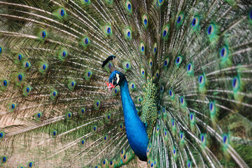 A peacock spreading its tail on the grass