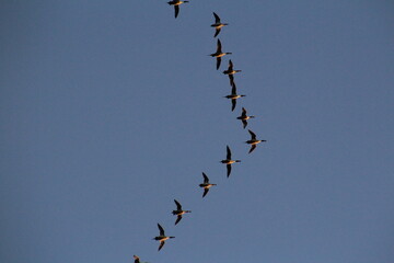 birds in flight