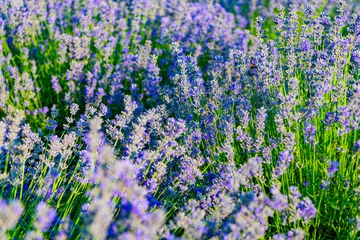 Fototapete Lavendel Summer blooming flower. Blooming flower field. Field of lavender. Lavender flower in summer. France Provence field. Purple lavender bloom in nature. Composition of nature. Floral atmosphere  © be free