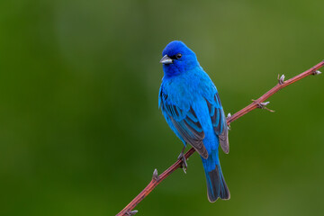 Indigo Bunting