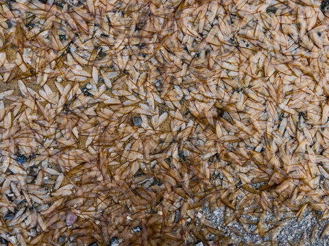 A close-up showing numerous winged termites scattered on sandy ground.