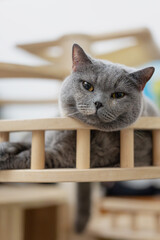 British shorthair pet cat lying sleepily on indoor cat climbing frame