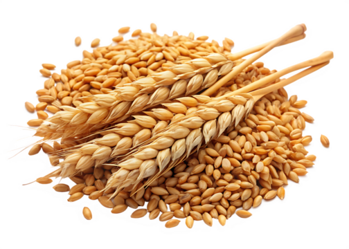 wheat ears and wheat grains isolated on white background PNG