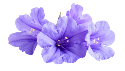 Jacaranda flower isolated on transparent background