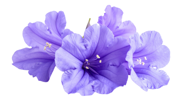 Jacaranda flower isolated on transparent background