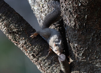 可愛いニホンリス	