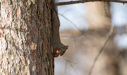可愛いニホンリス	