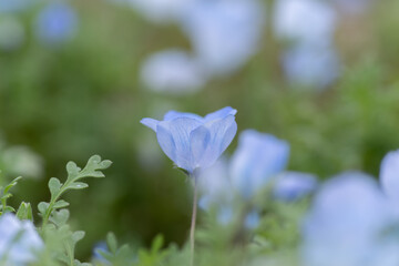咲いている美しいネモフィラ	