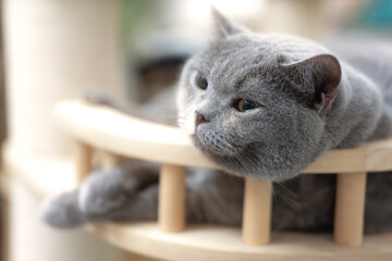 British shorthair pet cat lying sleepily on indoor cat climbing frame