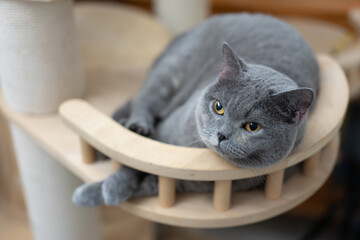 British shorthair pet cat lying sleepily on indoor cat climbing frame