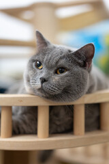 British shorthair pet cat lying sleepily on indoor cat climbing frame