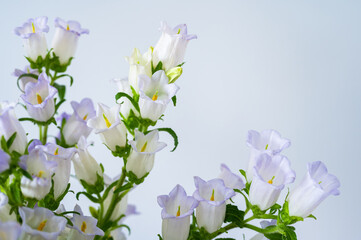 Light purple and white bellflowers (campanula) blooming on a soft blue background.