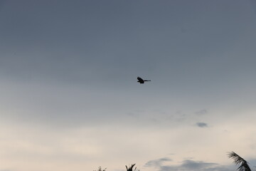 Flying bird in empty sky