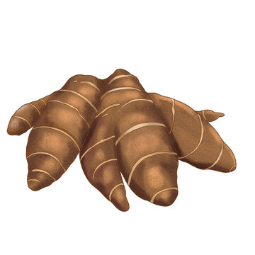 kencur illustration. spices illustration. kitchen spices. traditional. natural medicine. nature. root. herbs