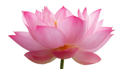 Beautiful Pink Lotus Flower Isolated on White Background