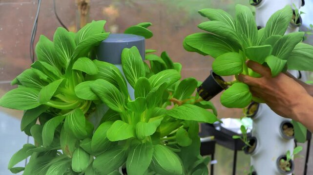 A farmer is harvesting fresh pak choy vegetables in a hydroponic tower.