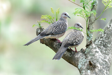 pigeon on the branch