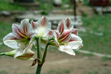 Fototapeta premium amaryllis