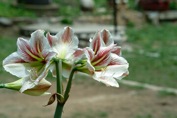 amaryllis