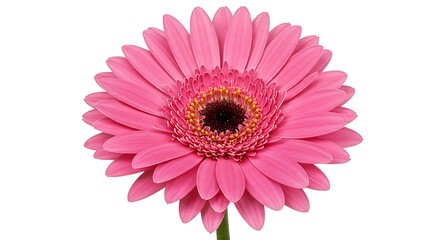 Roseate Radiance AI Generated