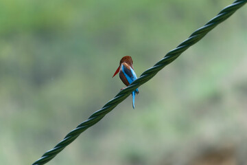 White throated kingfisher on the line