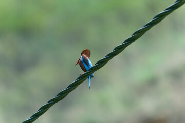 White throated kingfisher on the line