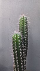 Twin green cacti with white thorns, vibrant macro shot highlighting plant texture and symmetry.