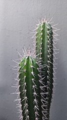 Twin green cacti with white thorns, vibrant macro shot highlighting plant texture and symmetry.