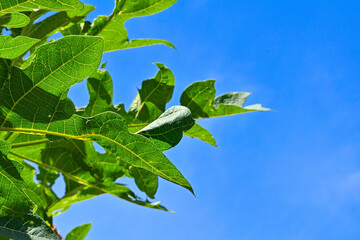 Close up view of green papaya leaves with clear blue sky on the background. Copy space, empty, negative space for text.