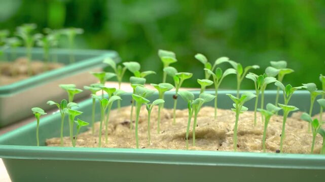 Hydroponic vegetable seeds before transplanting