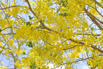 Fototapeta premium Golden shower , Cassia fistula or pudding pipe tree or Cassia fistula Linn and sky