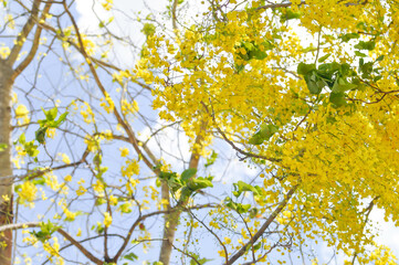 Golden shower , Cassia fistula or pudding pipe tree or Cassia fistula Linn and sky
