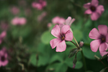 Fototapeta premium pink flowers in the garden