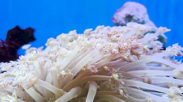 Goniopora, commonly referred to as flowerpot coral or daisy coral