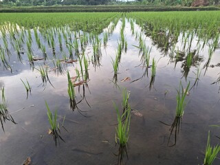 Young rice plant in Indonesian fields. A young rice plant refers to a rice plant in its early stages of growth, specifically during the vegetative phase, which includes seedling growth and tillering 
