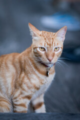 Serious-Looking Ginger Cat Wearing a Collar with Tag