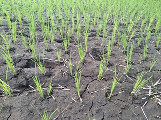 Young rice plants that are green in Indonesian rice fields.
They grow in watery and muddy environments, often found in rice paddies