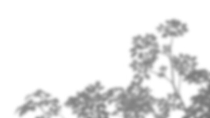 Branch and leaf shadow overlay creates soft natural effect perfect for backgrounds or creative design with gentle organic shapes. Mockup for spring summer product display design elements PNG