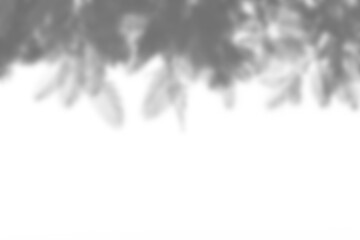 Branch and leaf shadow overlay creates natural effect with soft edges and organic shapes for creative design backgrounds. Mockup for spring summer product display design elements PNG