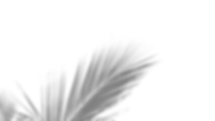 Branch and leaf shadow overlay creates soft natural effect with gentle gradients and organic shapes for creative design use. Mockup for spring summer product display design elements PNG